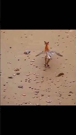 Peregrine Falcon Attack on Fox #falcon #falconattack #viralshorts #shorts