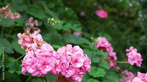 Rack focus capturing beautiful pink geraniums Survivor® Pink Batik flowering plants blooming in the greenhouse environment, close up shot.