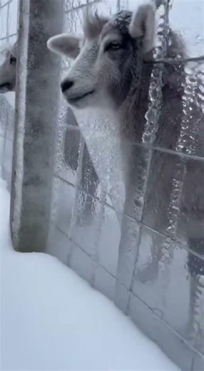 Caught on Camera: Incredible Rescue During Heavy Snowfall #Rescue #RealRescue #RescueTeam #Emergency