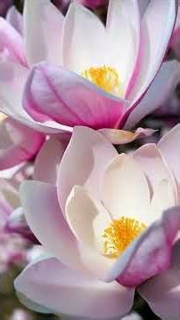 This magnolia tree is absolutely stunning #bloom #satisfying #garden #short #spring