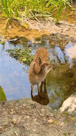 池であしを冷やす鹿さん🫎