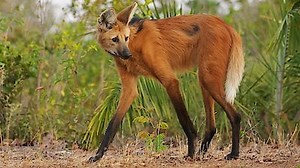 Watch Planet Earth III Season 1 Episode 3 - Deserts and Grasslands