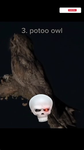 🕊️Birds singing sound effect#shorts