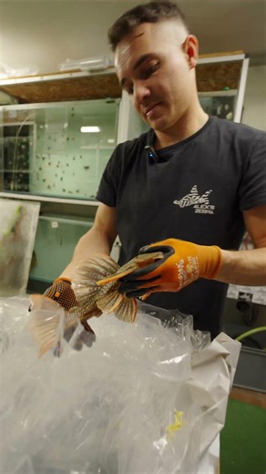 Hypostomus LUTEUS PHASE 1 unboxing