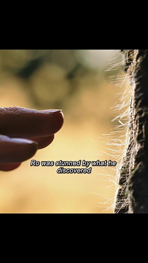 Discovering a Magical Tree in Fantasy Film Clips