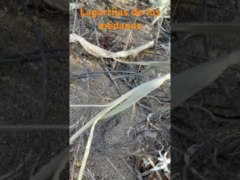 Liolaemus. Pequeños reptiles de Río Negro. #nature #beach #lizzard #shorts