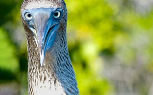 Galapagos Islands Animals: Where, When & How to Spot Them