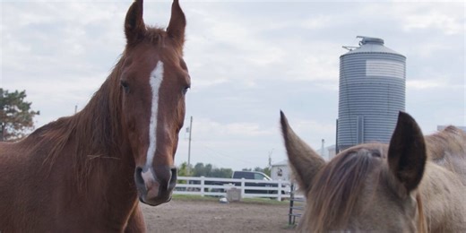 Local horse rescue, ‘Hope in The Valley’ celebrating 20 years of equine rescue