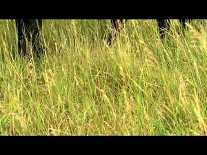 America's Grasslands: A Threatened National Treasure