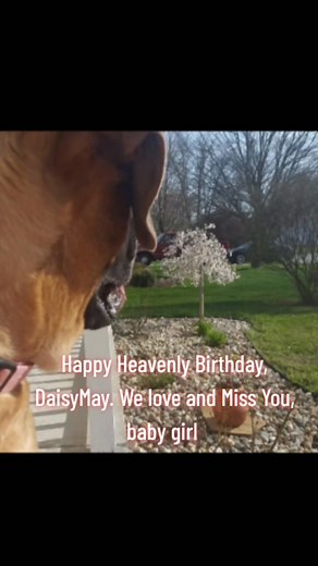 Beautiful 200 pound English Mastiff | Christina Weaver | Facebook