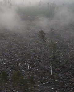 183 reactions · 32 shares | Stop the forestSCAndal | Protect the Forest - Sweden | Facebook