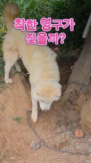 평소 순한 영구, 낯선 사람을 보면 과연 짖을까? #강아지 #반려견 #강아지일상 #귀여운강아지 #영구 #개 #그리고잠시후