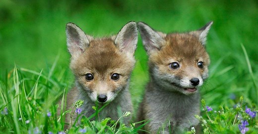 What’s a Baby Fox Called & 4 More Amazing Facts!