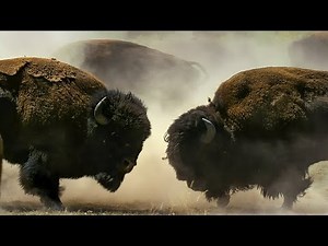 Bison Fight for Mating Rights | The Winning Bull Will Mate With More Than 50 Females | Epic Fight