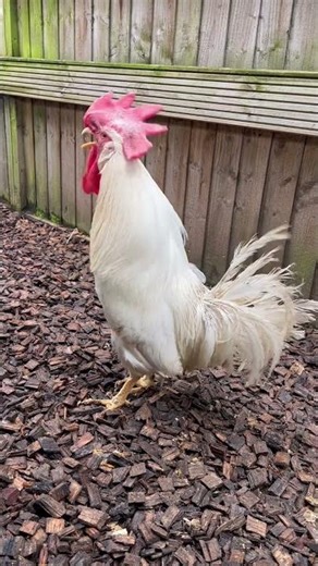 Leghorn Cockerel / Rooster Crowing