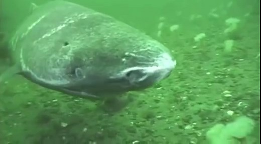 Greenland Shark That Eats Polar Bears Filmed by Diver [VIDEO]