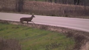 MoDOT protocol for clearing dead deer from the roadways