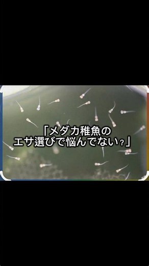 メダカ稚魚におすすめのエサTOP3🐟