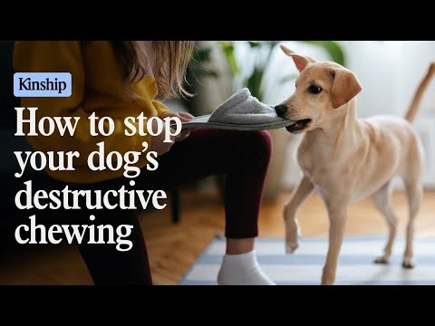 How to Stop Destructive Chewing in Dogs