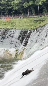 Things went with a splash for this moose on the loose at a Russian reservoir facility. When the young elk found itself in a shallow water channel at Istra, near Moscow, employees of the Mosvodokanal water company tried to rescue it. It didn’t quite go to plan…. #moose #elk #nature #slide | CGTNEurope