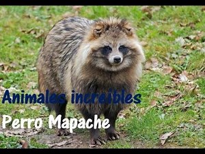 Animales Increíbles - Perro mapache (Tanuki)