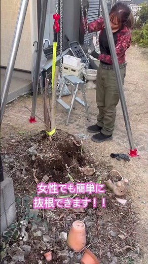 1tチェーンブロックで抜根！女性でもラクラク！ #造園 #伐採 #抜根