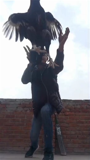 Mini vlog 😧| Aseel Murgiii Ny aseel Murgy py attack Kar Diya 😧| ya Ku Kiya #minivlog #shorts