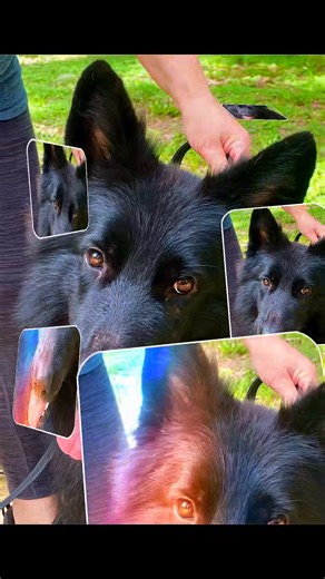 Sardo AKC solid black German Shepherd Dog | Wolves Den Ranch