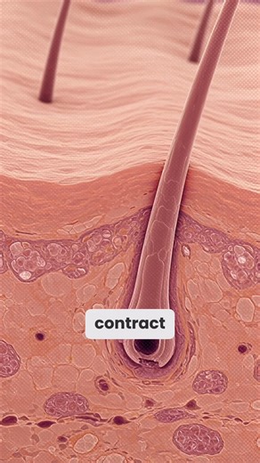 Ever wondered why we get goosebumps? This reaction is a leftover from our evolutionary past. When tiny muscles at the base of hair follicles contract, they cause hairs to stand up, creating bumps on the skin. In our furry ancestors, this made them look larger to scare off predators and trapped more heat to stay warm. In humans, with far less body hair, the effect is mostly symbolic. A shiver during fear, awe, or cold that connects us back to the instincts of survival. | ScienceCore | Facebook