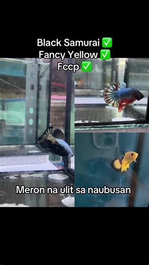 Dito po check out @Kencha Essentials