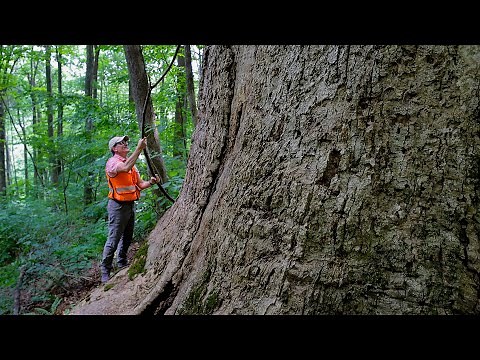 Tracking the biggest trees in Virginia