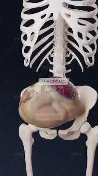 Transverse Fetal Position Explained in 3D | How It Affects Labor and Delivery