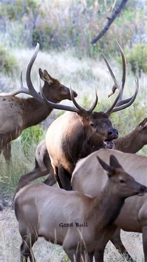 167K views · 10K reactions | Coming in at #3 with 830k views on Instagram. www.GoodBullGuided.com #wildlifepage #wildanimals #wildlifephotography #wildlifevideos #wildlifereels #natgeoyourshot #natgeo #nationalgeographic #naturelover #nature #naturereels #naturevideos | Good Bull Guided | Facebook