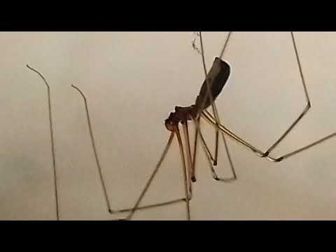 Cellar Spider's Impossible Long Legs in 4K Macro Close Up Second