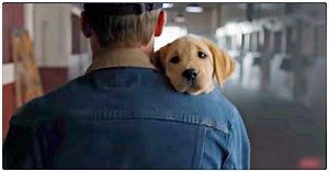 Budweiser Classic: Puppy Was Kept Away From Her Best Friend Until They Couldn’t Ignore Her Little Heart