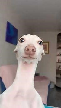 😭 🐾 4 datos curiosos sobre la raza Galgo #perros #dog #galago