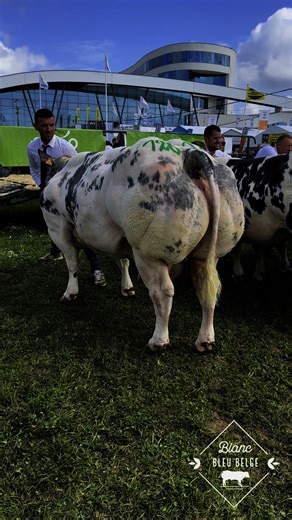 Séries de génisses en cours à Foire Agricole de Libramont - National Blanc Bleu Belge | Blanc Bleu Belge