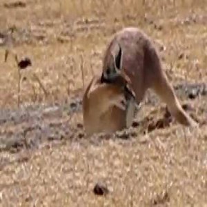 5.7M views · 10K reactions | Caracal Hunting - Beautiful Animals | Beautiful Animals | Facebook
