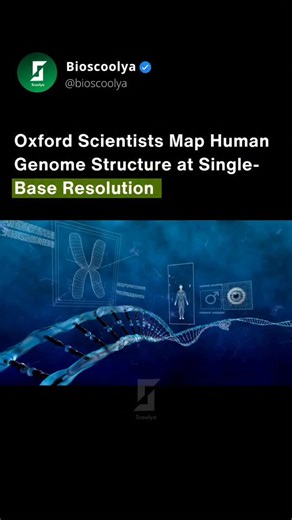 BIO SCOOLYA © | Learn Biology 💚 | Scientists at Oxford University’s Radcliffe Department of Medicine have achieved the most detailed view yet of how DNA folds and controls... | Instagram