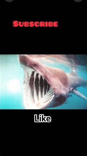 Top 5 Dangerous & Biggest Fish 🐟 | Fact Video