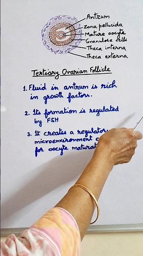 ANTRUM : A distinguishing characteristic of Tertiary Ovarian Follicle || oogenesis #neet Biology