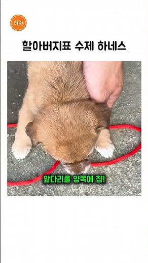 밧줄 하나로 초간단 하네스 만드는 방법 #강아지 #반려견