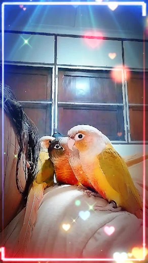 ❤️4 กุมารหาญกล้า❤️ #love #cute #funny #pet #นกสวยbygbplifestore