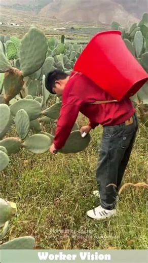 Harvesting cactus: sweet, juicy, rich in pectin & vitamins! #plant #cactus