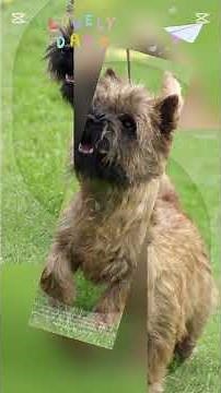 Cairn Terriers