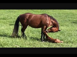 Azteca Horse Foal Birth Tivio 5 28 2009