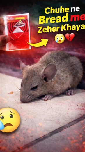 Chuha 😱mar gya 🥲 #mouse #sad #sadsong #yourubeshorts #shorts