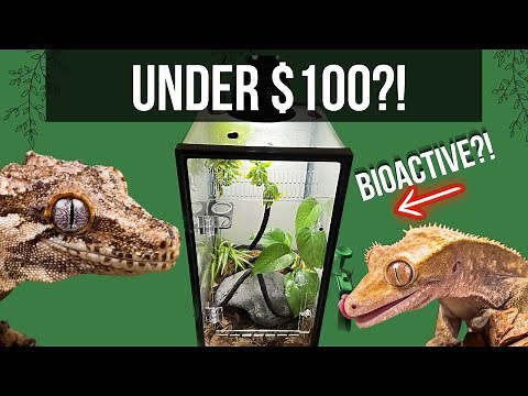 10 Gallon Tank Turned BIOACTIVE Vivarium - Full Build!