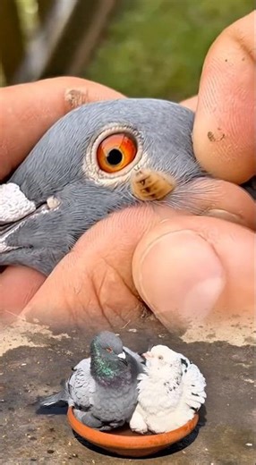 Pigeon botfly remove 😱🕊️ #viral #shorts
