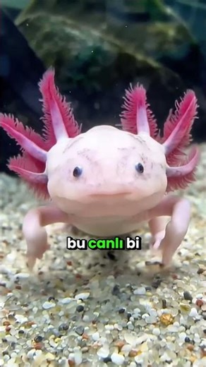 Axolot Uzuvlarını Nasıl Yenileyebiliyor?